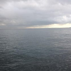 青物不発のタチワン