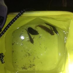 城南島行ってきました。