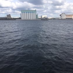 泉佐野食品コンビナートで強風極寒の中60ｃｍのシーバスゲット