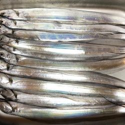 タチウオまだいけそう!