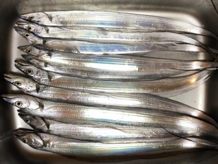 タチウオまだいけそう!