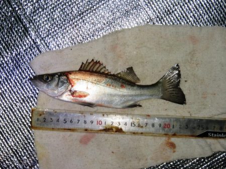 寒いけど釣れればポカポカ