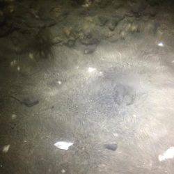 朝まずめのちびヒラメ