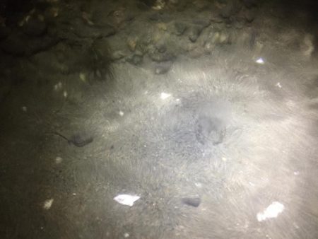 朝まずめのちびヒラメ