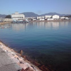 小アジ、カイズ、ガシラ等