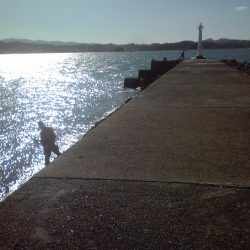 ヘダイ、グレ、小アジ等