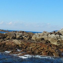 フカセで石鯛37cm・・・・