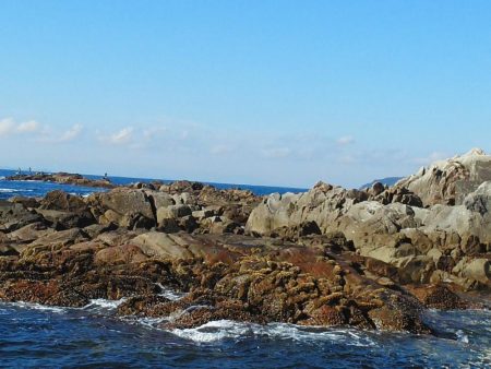 フカセで石鯛37cm・・・・