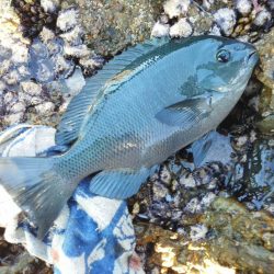 グレは37cmアオリイカ・小さい・・・・・・