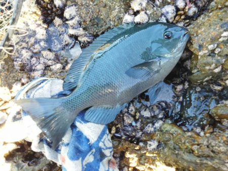 グレは37cmアオリイカ・小さい・・・・・…