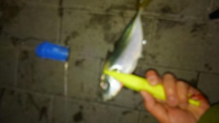 コスモスクエアにて大アジ発見