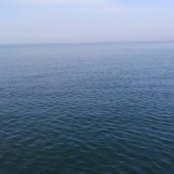 コノシロフィーバー