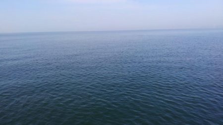 コノシロフィーバー