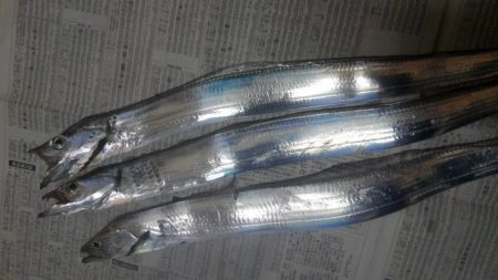 タチウオ ３本