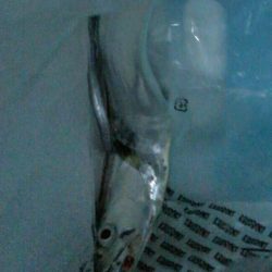 今日もタチウオ 2本