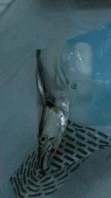 今日もタチウオ 2本