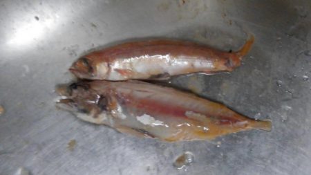 すさみ大洋丸ジギング