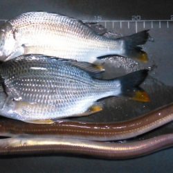 別府港でアナゴ、キビレ！