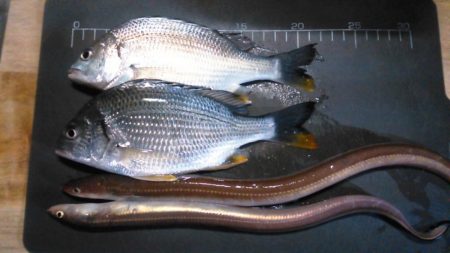 別府港でアナゴ、キビレ！