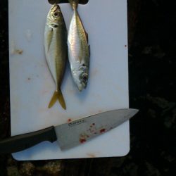 青物は釣れない( ﾉД`)ｼｸｼｸ…