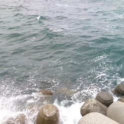 紀州釣りで良型チヌゲット！