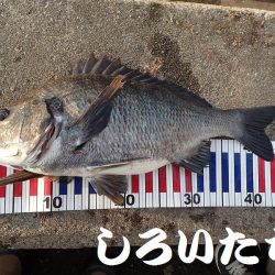 ２週間ぶりにタチウオ狙い。