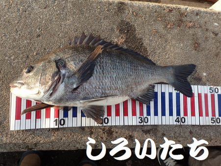 ２週間ぶりにタチウオ狙い。