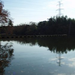 大安トラウトレイク 釣果