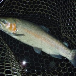 大安トラウトレイク 釣果