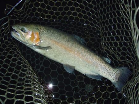 大安トラウトレイク 釣果