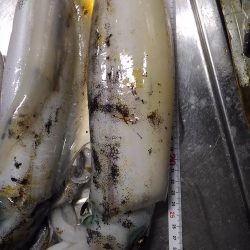 ヤエンでアオリイカ