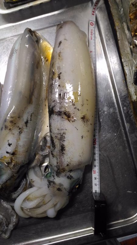 ヤエンでアオリイカ