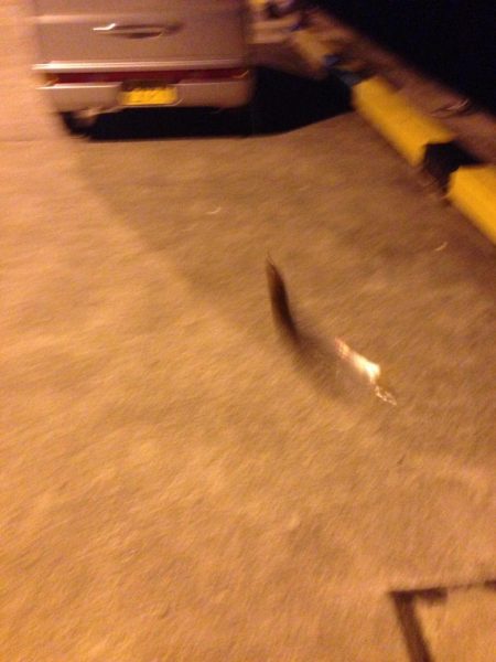 サゴシに助けられました！