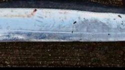 大きいタチウオ１匹