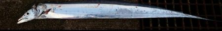 大きいタチウオ１匹