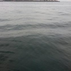 ⚫渋い中タチウオ３匹