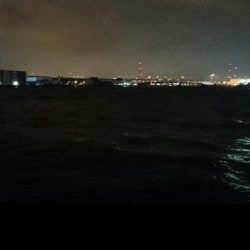 ◯タチウオ調査