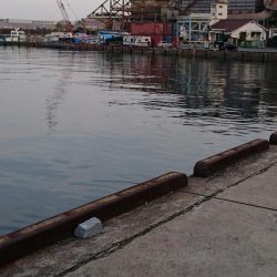 湾奥タチウオ完全復活!!