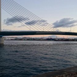 ⚫かもめ大橋タチウオ調査