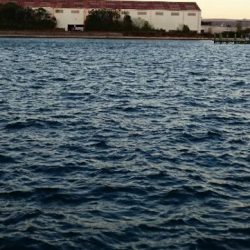 今ｼｰｽﾞﾝ最後の１匹か！？