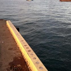 ◯二日ぶりにタチウオ