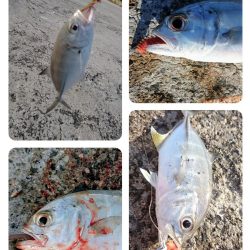 オニヒラアジ爆釣果しました！