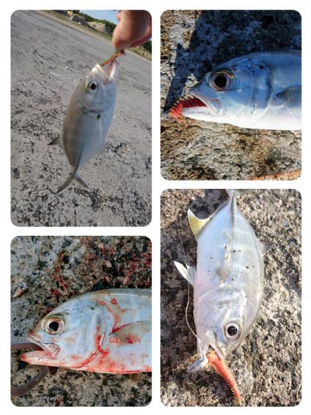 オニヒラアジ爆釣果しました！