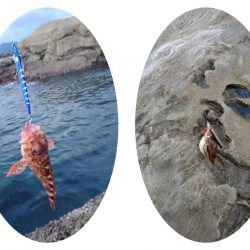 磯からのガシラ(アラカブ)連発