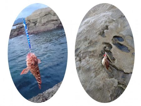 磯からのガシラ(アラカブ)連発