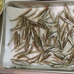 今シーズン初のワカサギ釣行