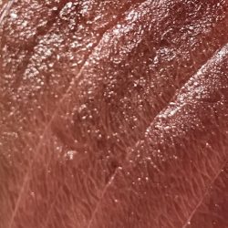 へいみつ丸 釣果