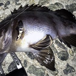 海釣り　初心者にも分かる釣り方紹介　ルアー釣り編