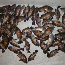 TOPGUN名古屋 釣果