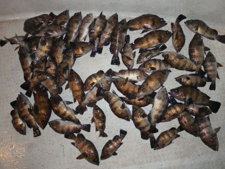 TOPGUN名古屋 釣果